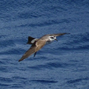 White-faced Storm-petrel - Pelagodroma marina © John Muddeman